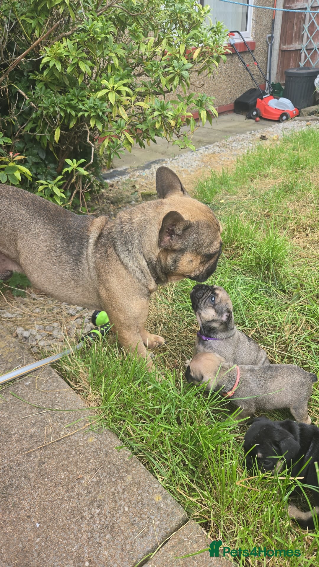 French Bulldog dogs for sale: French bull dog Puppies - Image 38