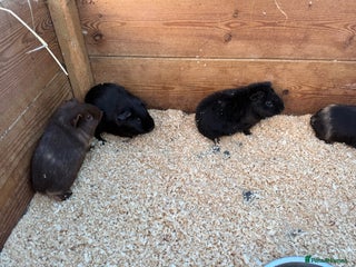 Guinea Pig rodents Baby boy guinea pigs - Advert 1