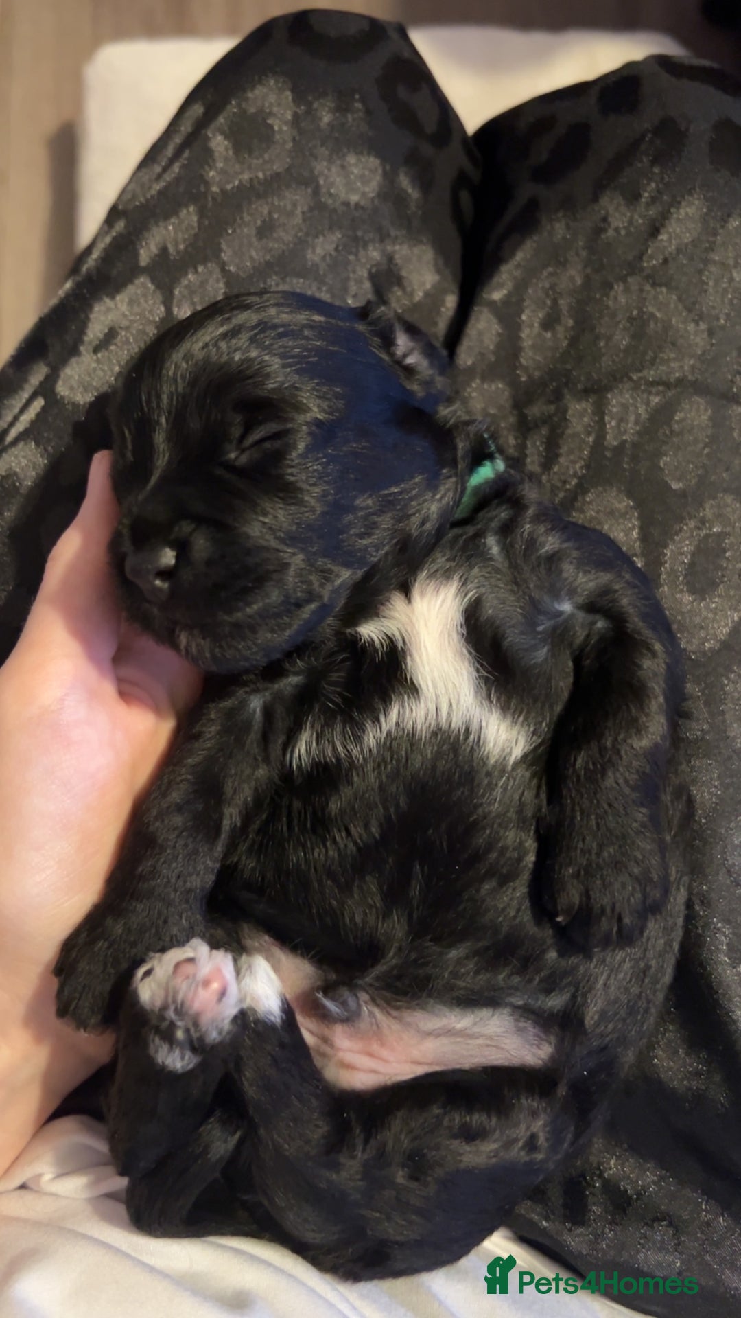 Yorkiepoo dogs for sale: Yorkiepoo Puppies - Image 7