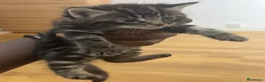 Vyx