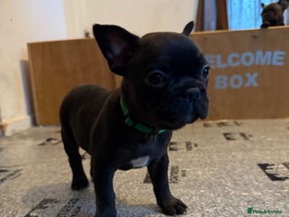 French Bulldog dogs ** Last black boy for sale ** - Advert 13