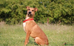 Mixed Breed dogs for sale: 3 males available  - Image 1