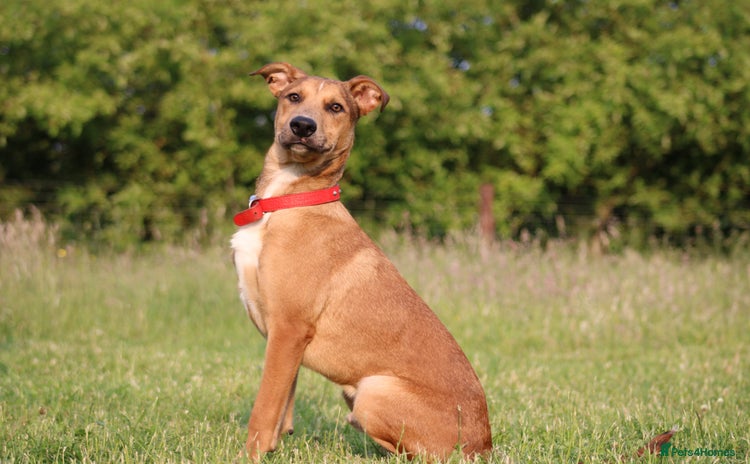 Mixed Breed dogs - Advert 2