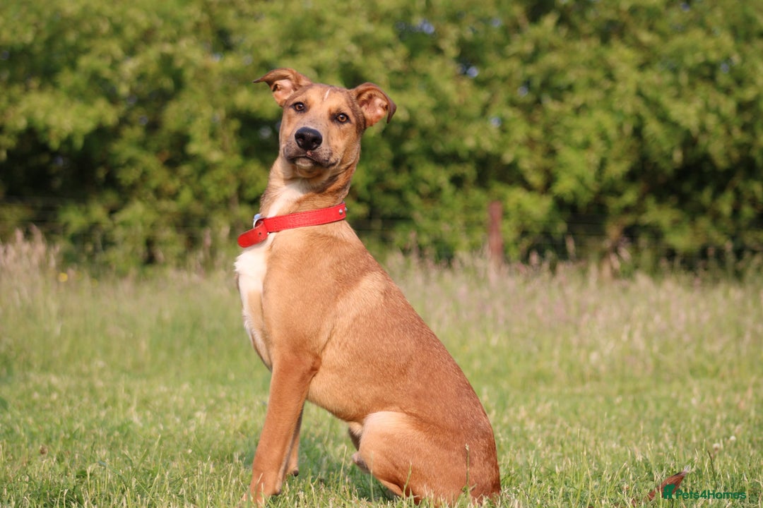 Mixed Breed dogs for sale: 3 males available  - Image 1