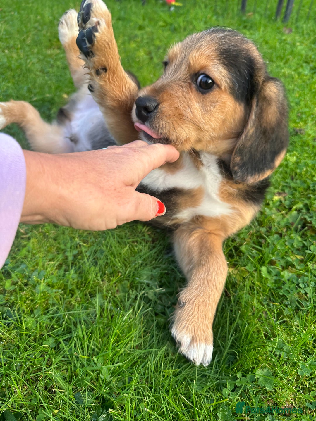Mixed Breed dogs for sale: 🐾 Beautiful Cavapoo x Beagle Puppies 🐾 - Advert 10