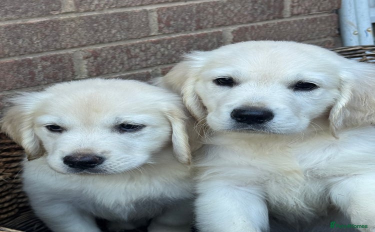 Golden Retriever dogs - Advert 1