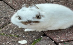 Netherland Dwarf rabbits for sale: Netherlands dwarf - Image 5