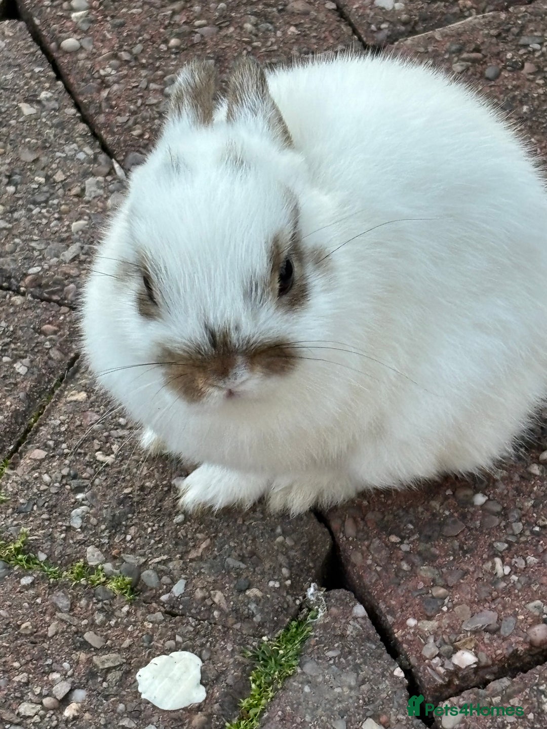 Netherland Dwarf rabbits for sale: Netherlands dwarf - Image 5