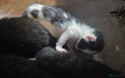Mixed Breed cats for sale: 4 x Kittens - Image 4