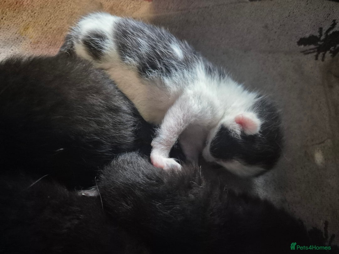 Mixed Breed cats for sale: 4 x Kittens - Image 4