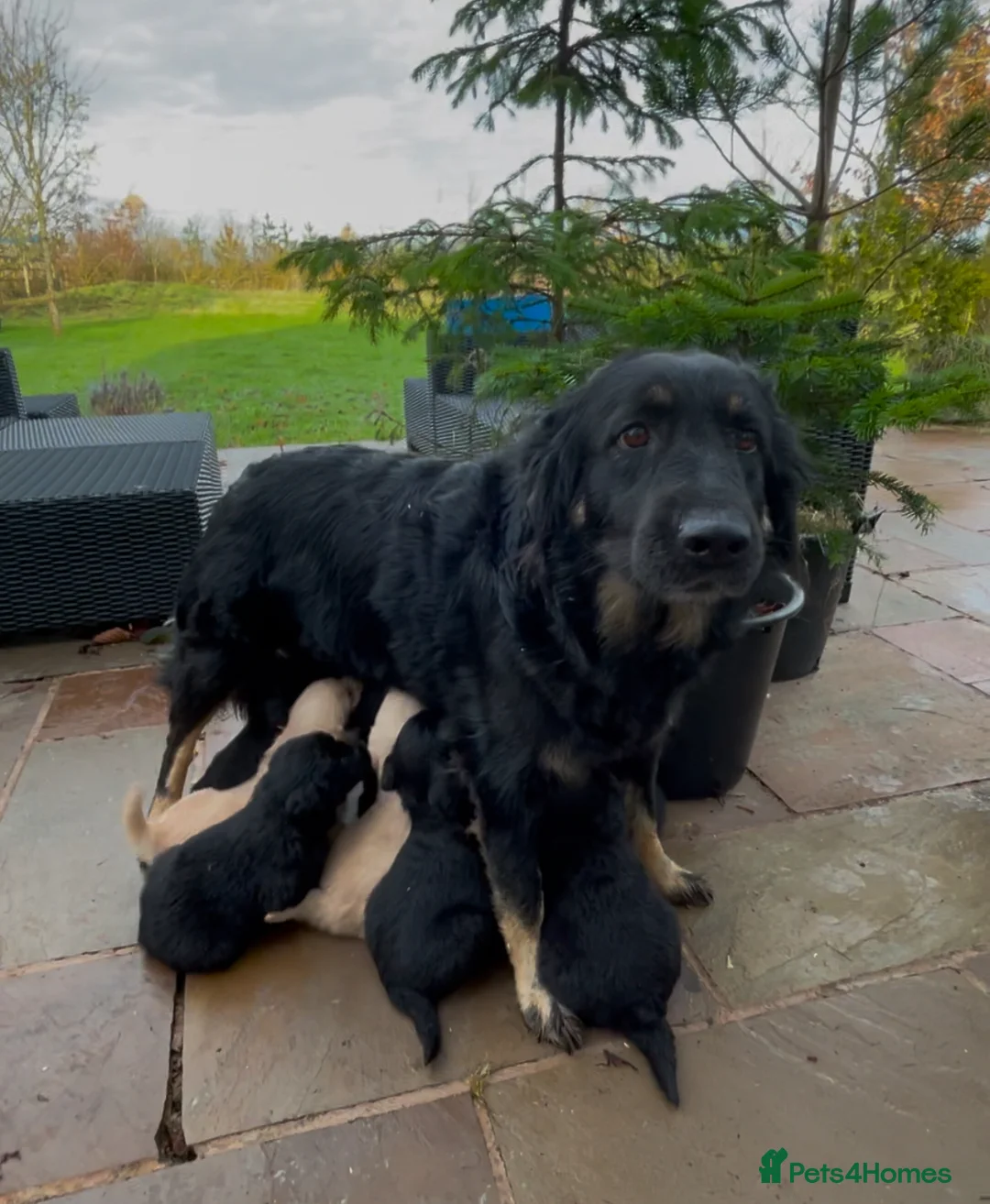 Mixed Breed dogs for sale: Golden Retriever X German Shepherd puppies - Advert 2