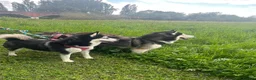 Siberian Husky dogs for stud: Siberian Husky Shadow is waiting for your girl - Advert 3