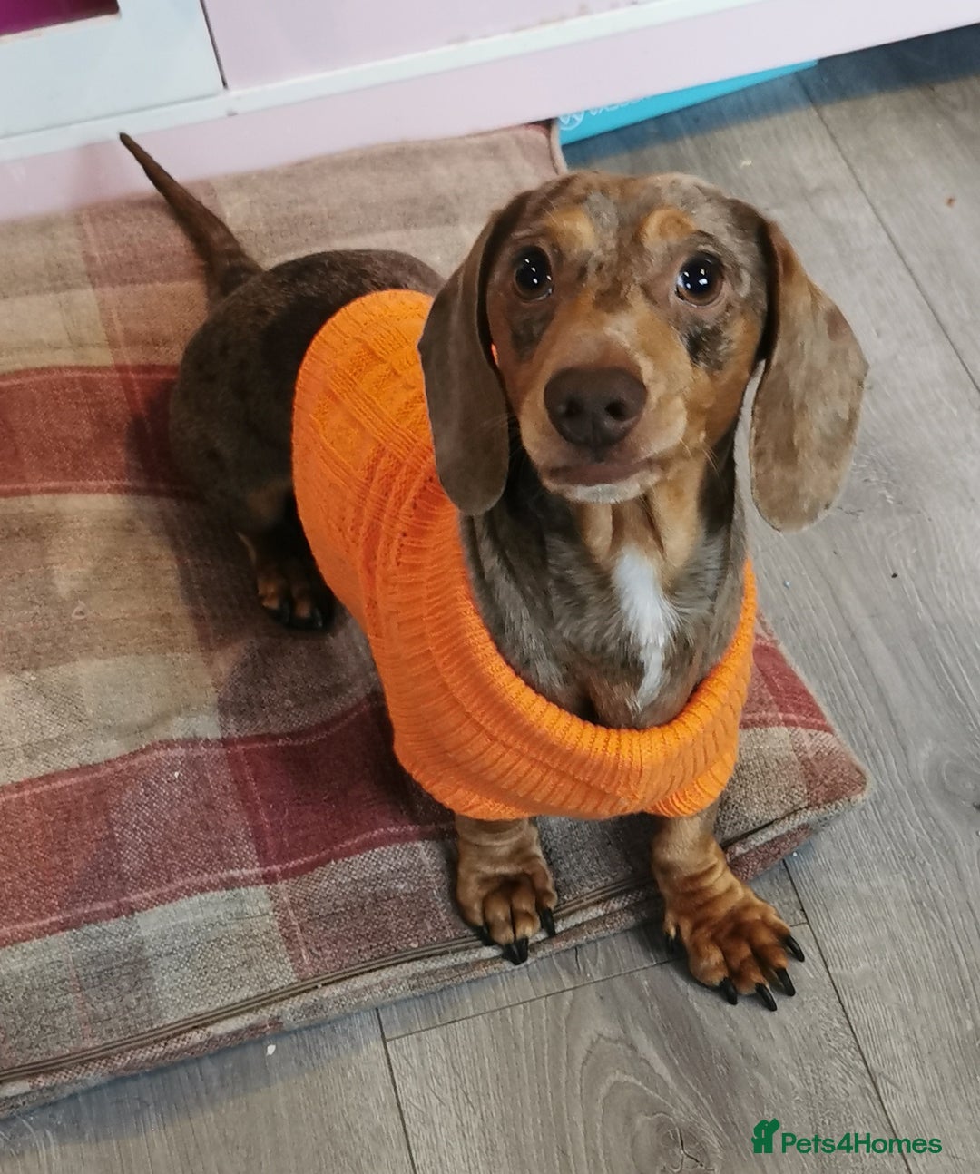 Miniature Dachshund dogs for stud: Miniature chocolate dapple mink dachshund stud dog - Image 7