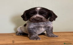 Cocker Spaniel dogs for sale: Gorgeous Cocker Spaniel Litter - Image 7
