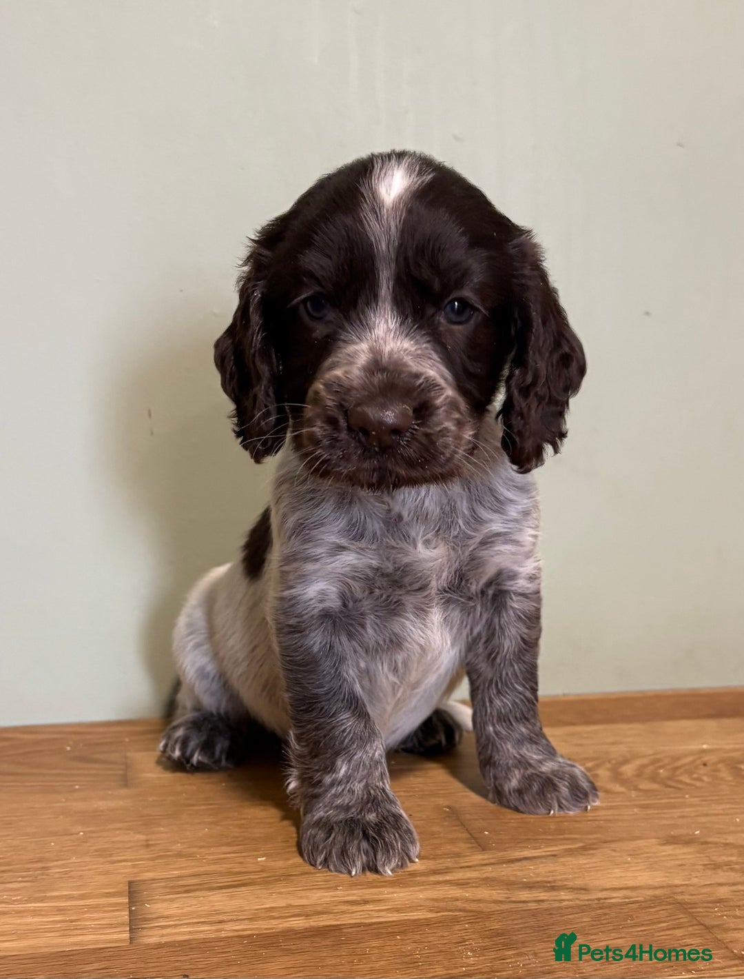 Cocker Spaniel dogs for sale: Gorgeous Cocker Spaniel Litter - Image 7
