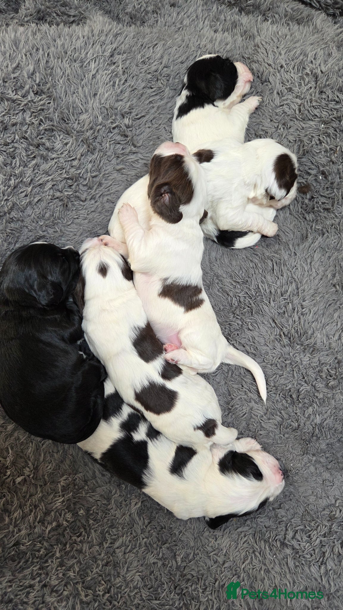 Sprocker dogs for sale: Six Springer/Cocker Spaniels.  - Advert 8