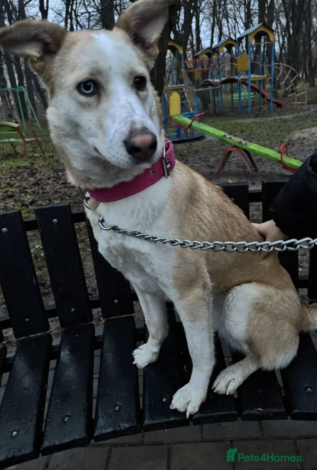 Mixed Breed dogs for adoption: 💖🐶 GLORIA 🐶💖 - Advert 9