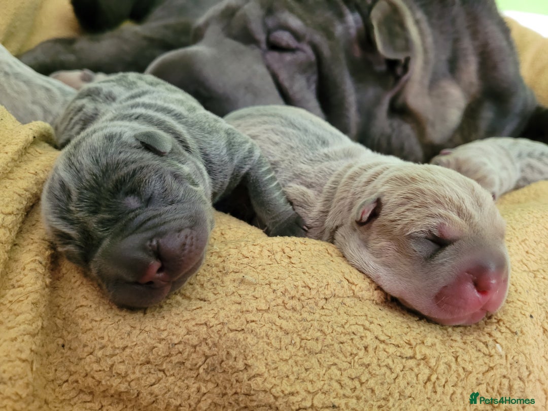 Shar Pei dogs for sale: Shar Pei Puppies - Image 15