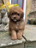 Toy Poodle dogs - Advert 2