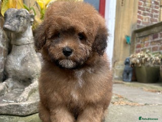 Toy Poodle dogs - Advert 28