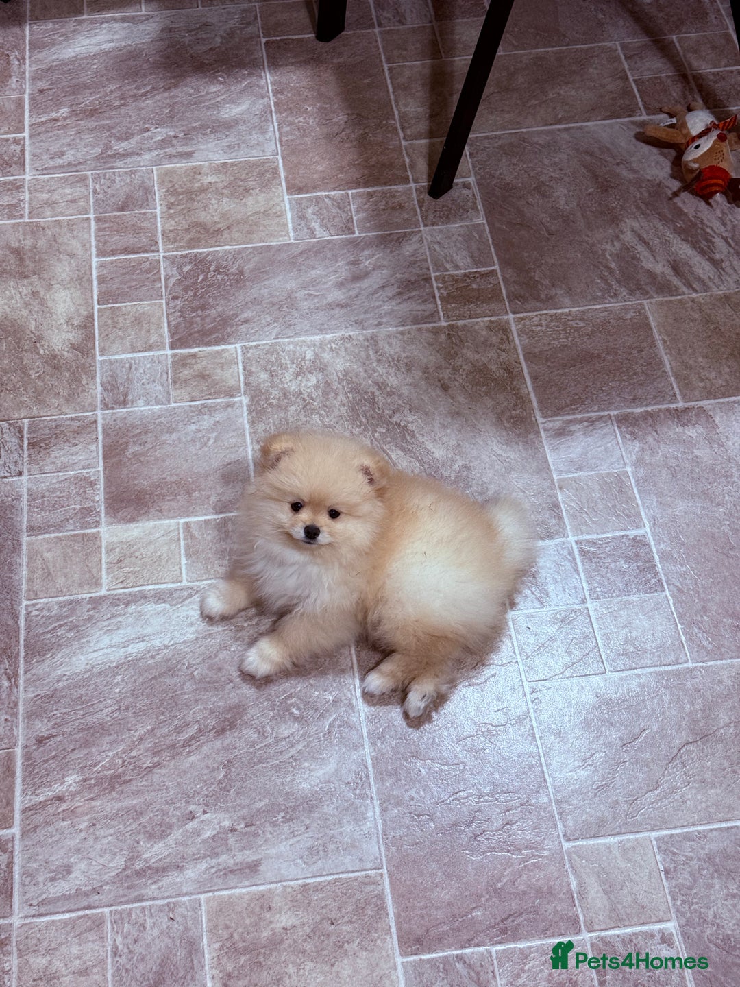 Pomeranian dogs for sale: Beautiful thick coat boy - Advert 5