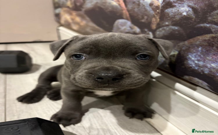 Staffordshire Bull Terrier dogs Dw Kc registered Blue Staffordshire Bull Terriers - Advert 4