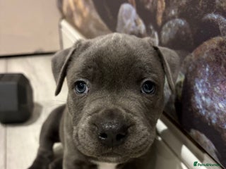 Staffordshire Bull Terrier dogs Dw Kc registered Blue Staffordshire Bull Terriers - Advert 4