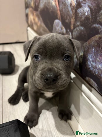 Staffordshire Bull Terrier dogs Dw Kc registered Blue Staffordshire Bull Terriers - Advert 1