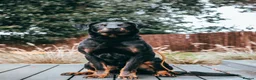 Beauceron dogs for sale: Cezarblue KC Beauceron Waitlist Summer 2026 - Advert 15