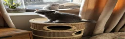 British Shorthair cats for sale: Amazing British short hair kittens!!  in Mirfield - Advert 12