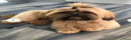 Shih Tzu dogs for sale: Shih Tzu girl puppies for sale - Advert 4
