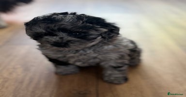 Shihpoo dogs - Advert 3