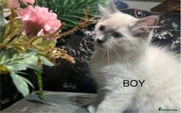 Ragdoll cats for sale: Pure Ragdoll kitten - Image 1