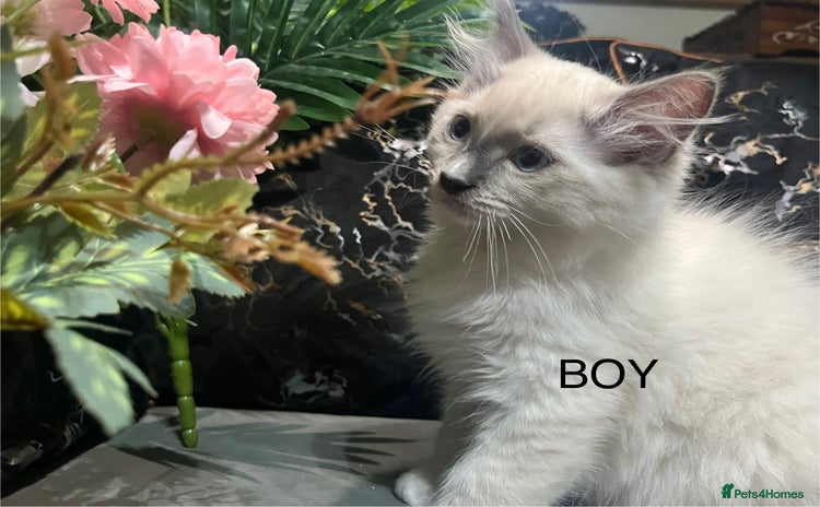 Ragdoll cats - Advert 2