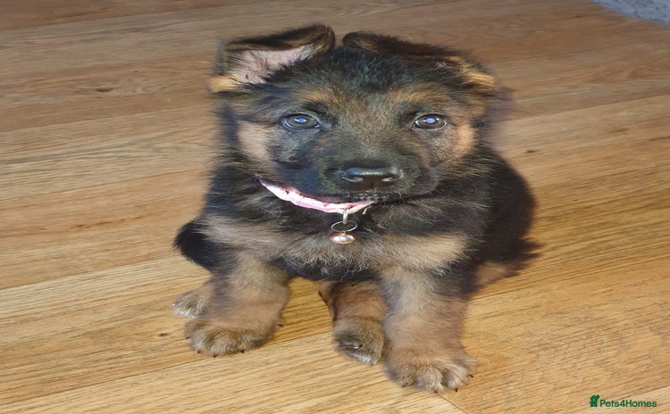 German Shepherd dogs - Advert 16