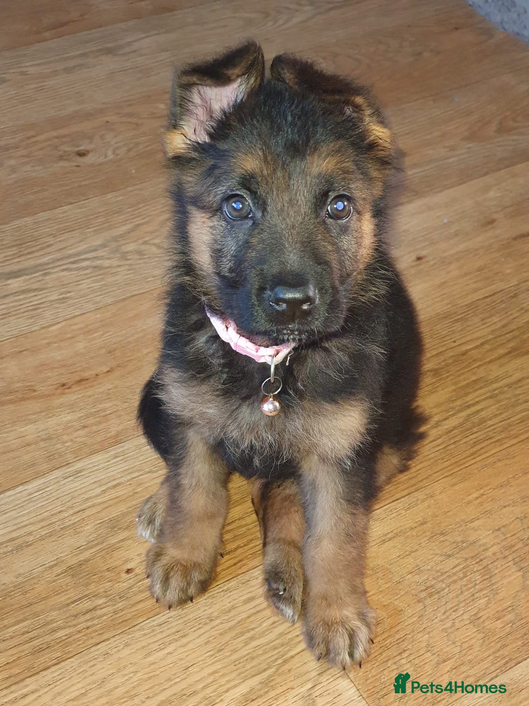 German Shepherd dogs for sale: German shepherd girl  kc registered  - Image 1
