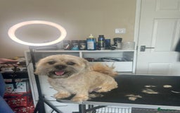 Mixed Breed dogs for sale: Cavachon's  - Image 9
