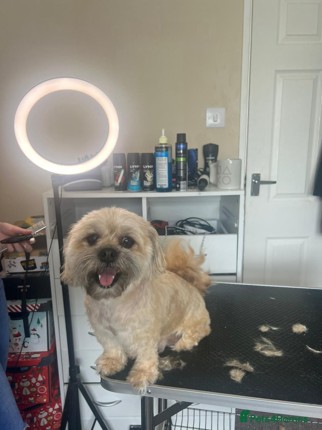 Mixed Breed dogs for sale: Cavachon's  - Image 9