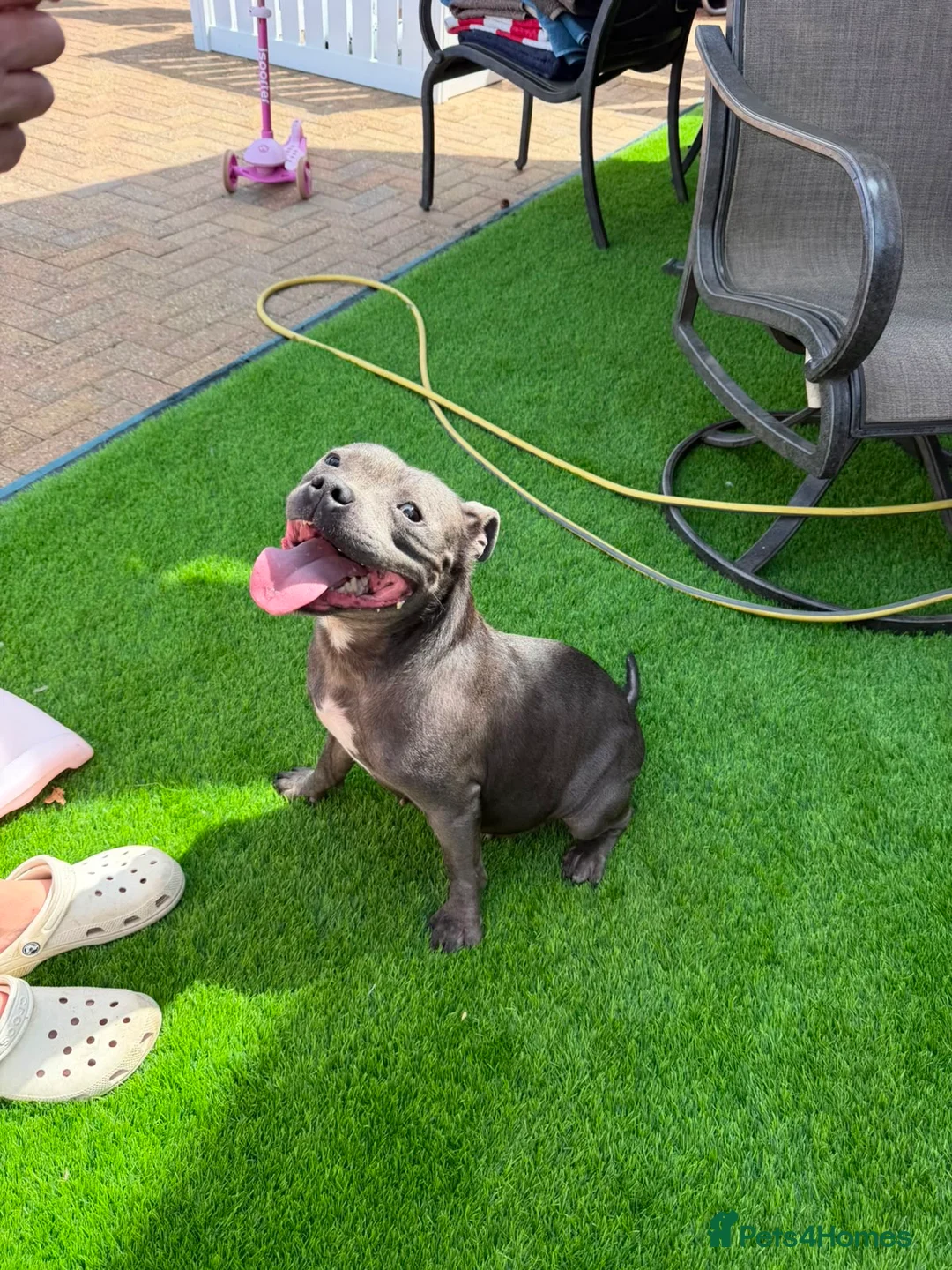 Staffordshire Bull Terrier dogs for sale: KC Health Tested SBT Puppies. - Advert 2