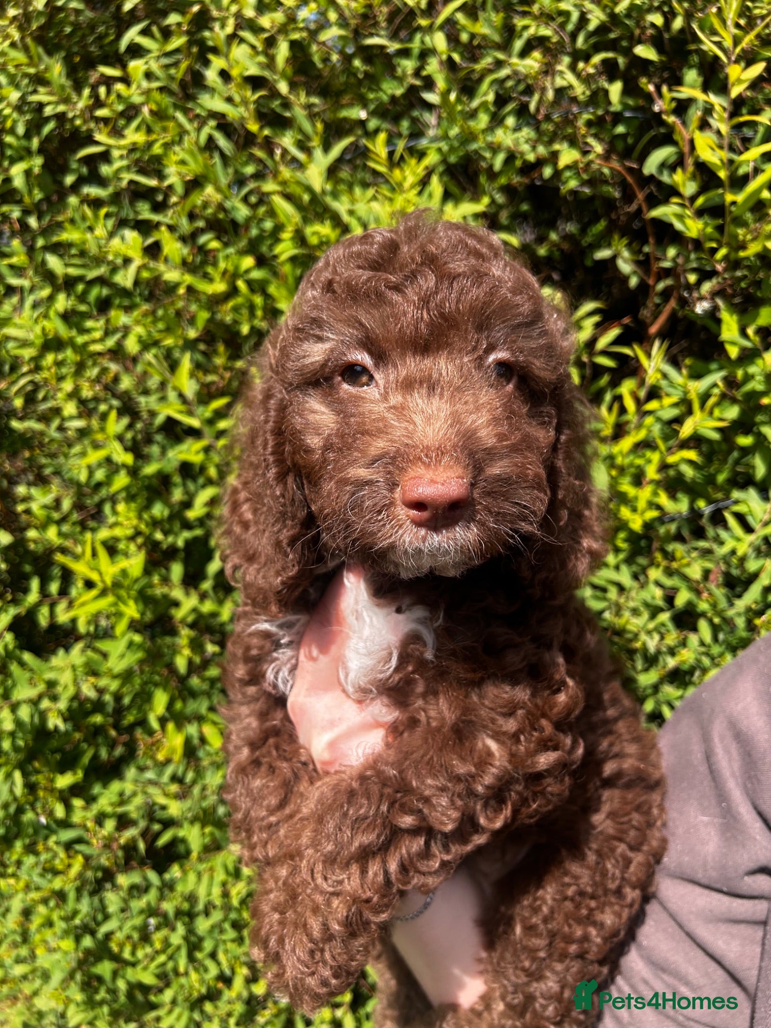 Sproodle dogs Sproodle puppies ONLY 2LEFT  - Advert 5