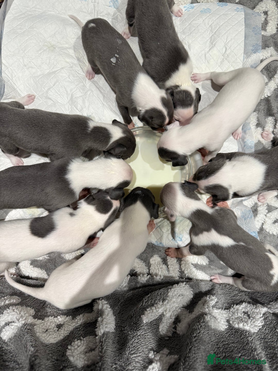 Whippet dogs for sale: KC registered Whippet puppies  - Advert 2