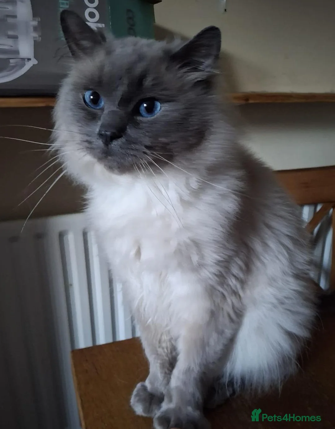 Ragdoll cats for sale: Ragdoll girl 💕 boy💙  - Advert 5