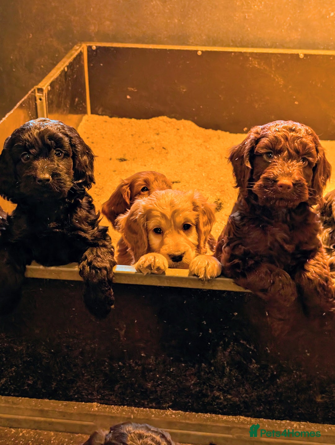 Cockapoo dogs for sale: Gorgeous Cockapoo Puppies For Sale  - Advert 3