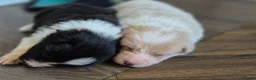 Border Collie dogs for sale: Exceptional, health tested, KC registered puppies - Advert 24