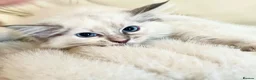 Ragdoll cats for sale: 3 stunning ragdoll girls available  - Advert 11