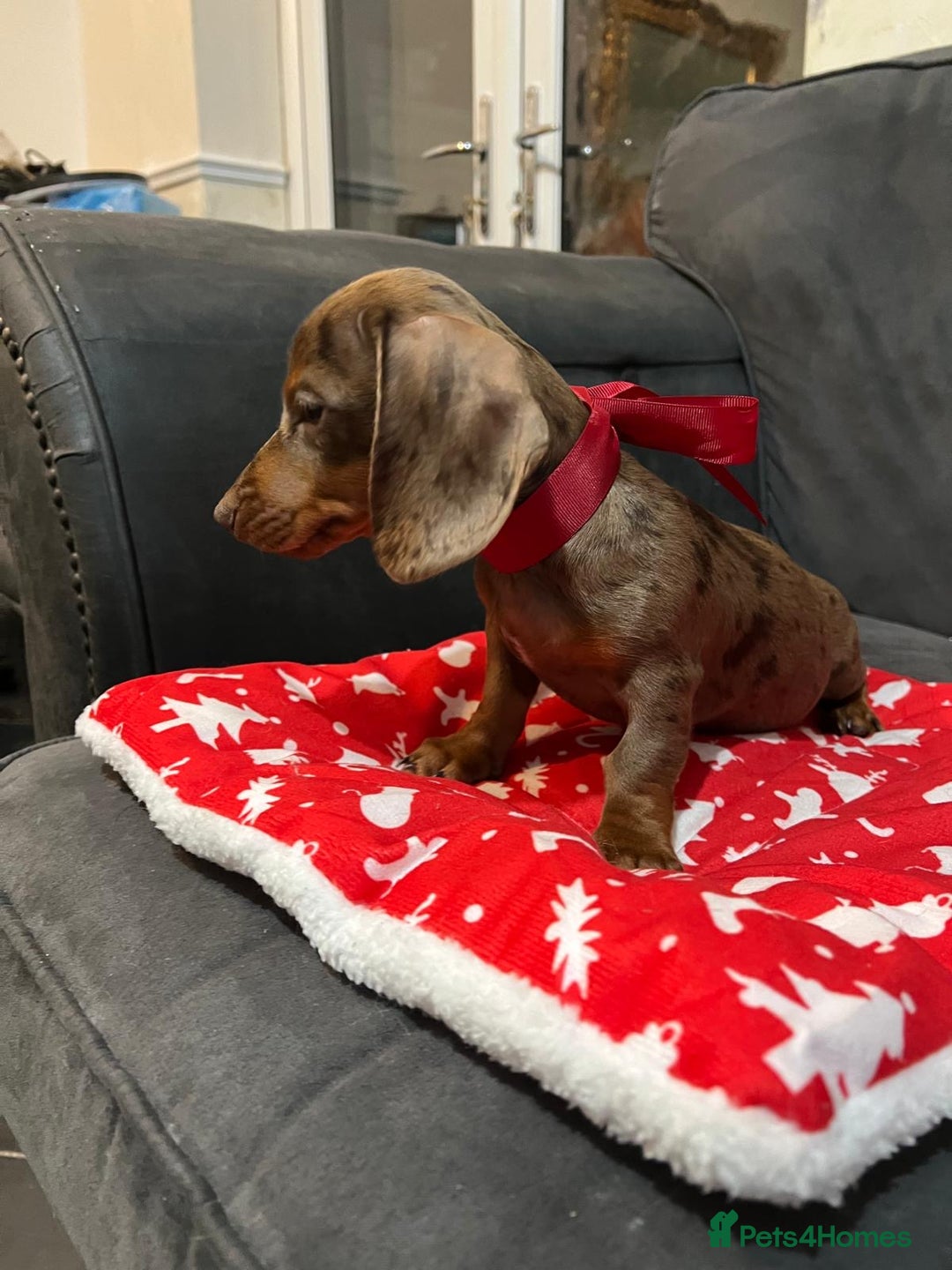 Miniature Dachshund dogs for sale: 5 kc reg PRA CLEAR MINI DACHSHUNDS - Advert 5