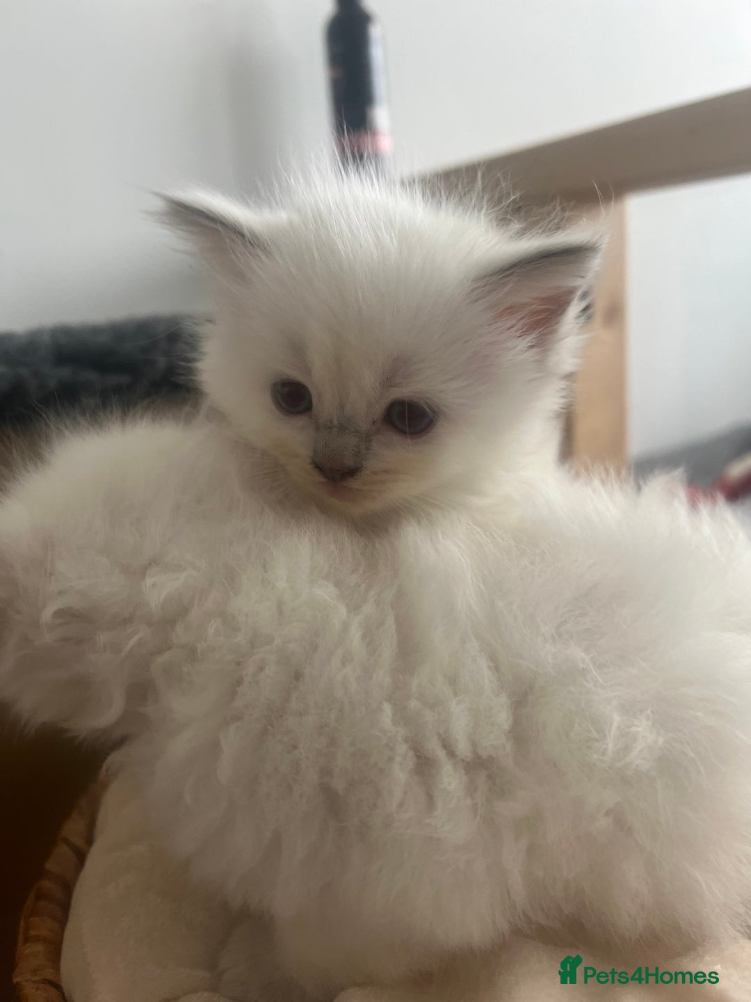 Ragdoll cats for sale: Radoll kittens, blue/lilac point - Image 5