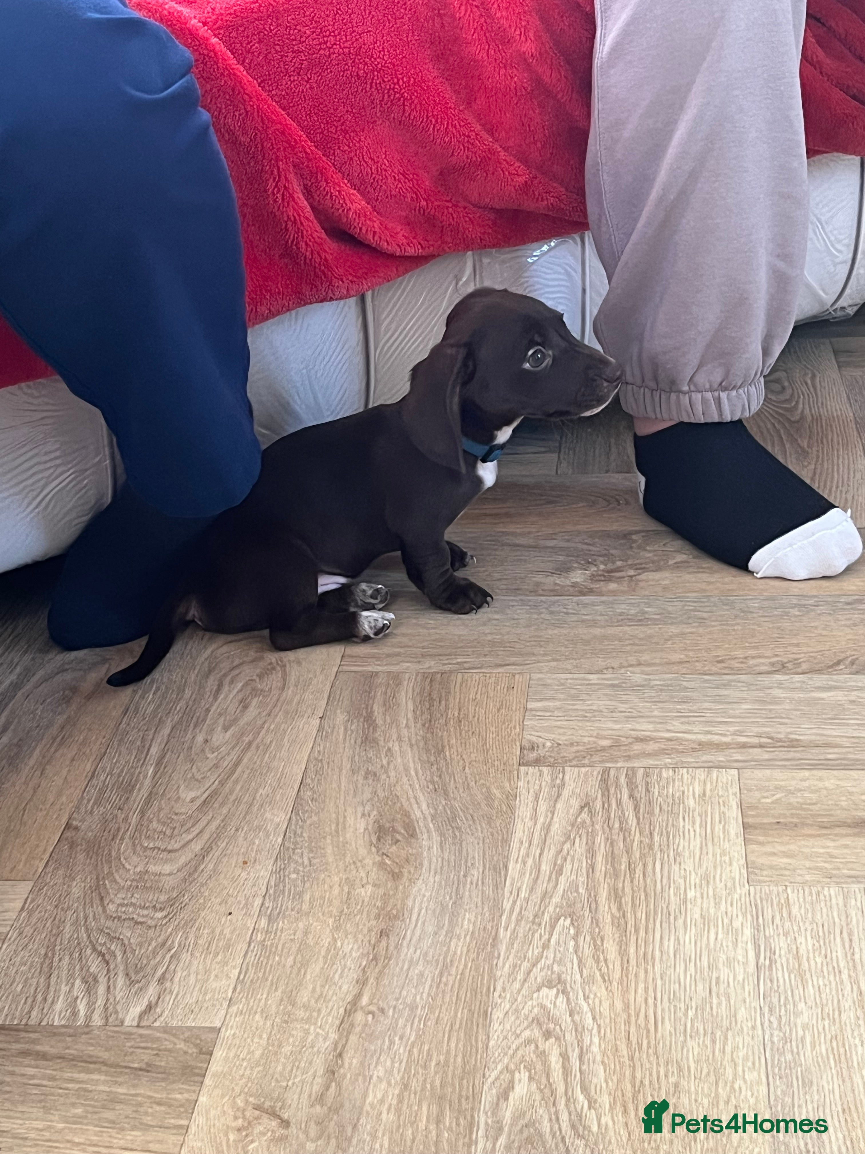 Miniature Dachshund dogs Kc registered smooth hair Miniature Dachshund’s - Advert 6