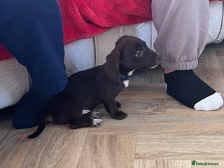 Miniature Dachshund dogs Kc registered smooth hair Miniature Dachshund’s - Advert 6