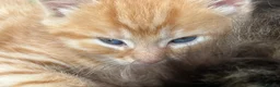 Mixed Breed cats for sale: Mixed with Ragdoll kittens - Advert 9